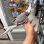 (Baby Handfed) White-Face Cockatiel