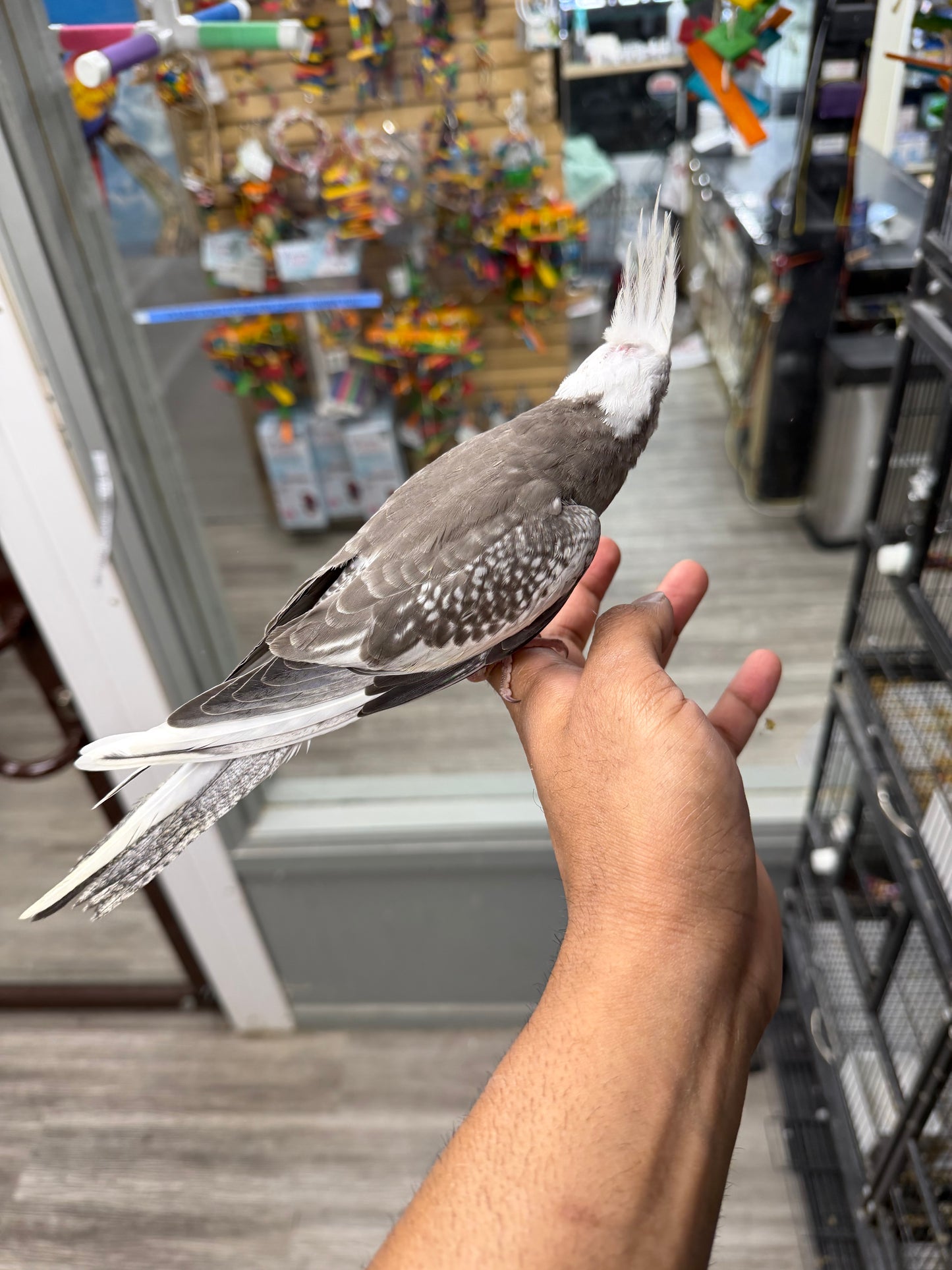 (Baby Handfed) White-Face Cockatiel