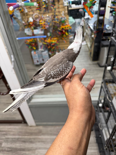 (Baby Handfed) White-Face Cockatiel