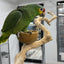 Red Lored Amazon (Female)