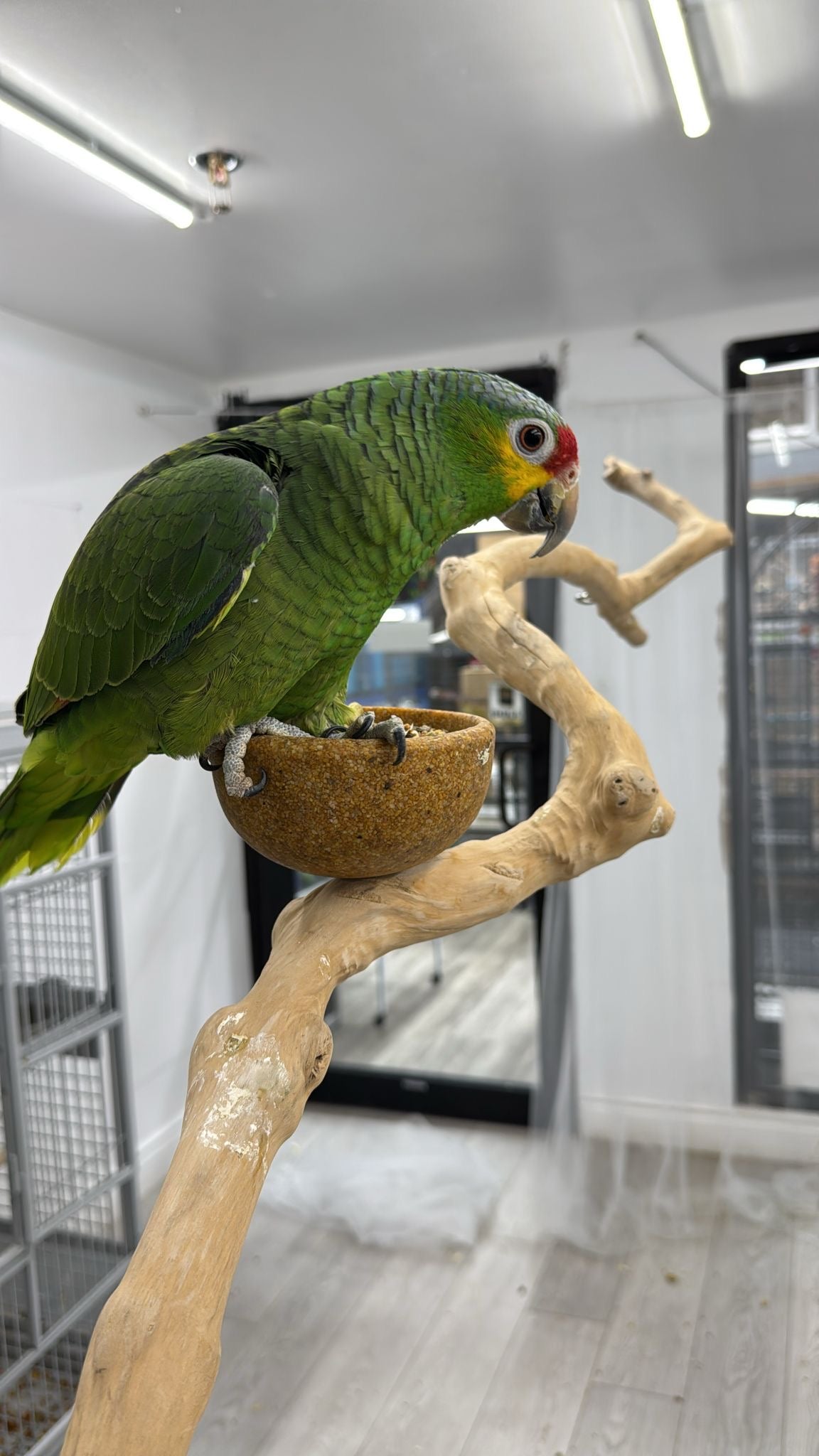 Red Lored Amazon (Female)