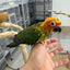 (Baby Handfed) Sun Conure