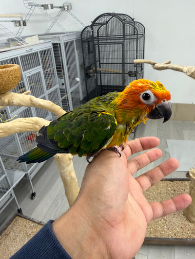 (Baby Handfed) Sun Conure