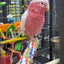 Lutino Rose-Breasted Cockatoo (Galah) (Female)