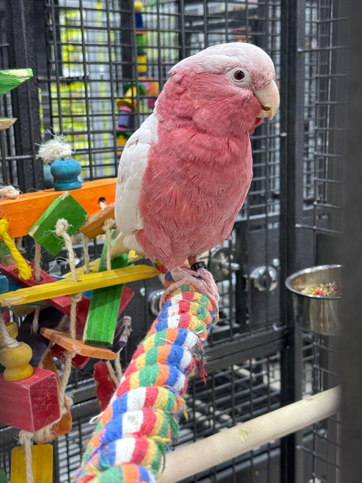 Lutino Rose-Breasted Cockatoo (Galah) (Female)