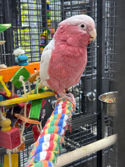 Lutino Rose-Breasted Cockatoo (Galah) (Female)