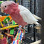 Lutino Rose-Breasted Cockatoo (Galah) (Female)