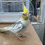 (Baby Handfed) Pied Cockatiel