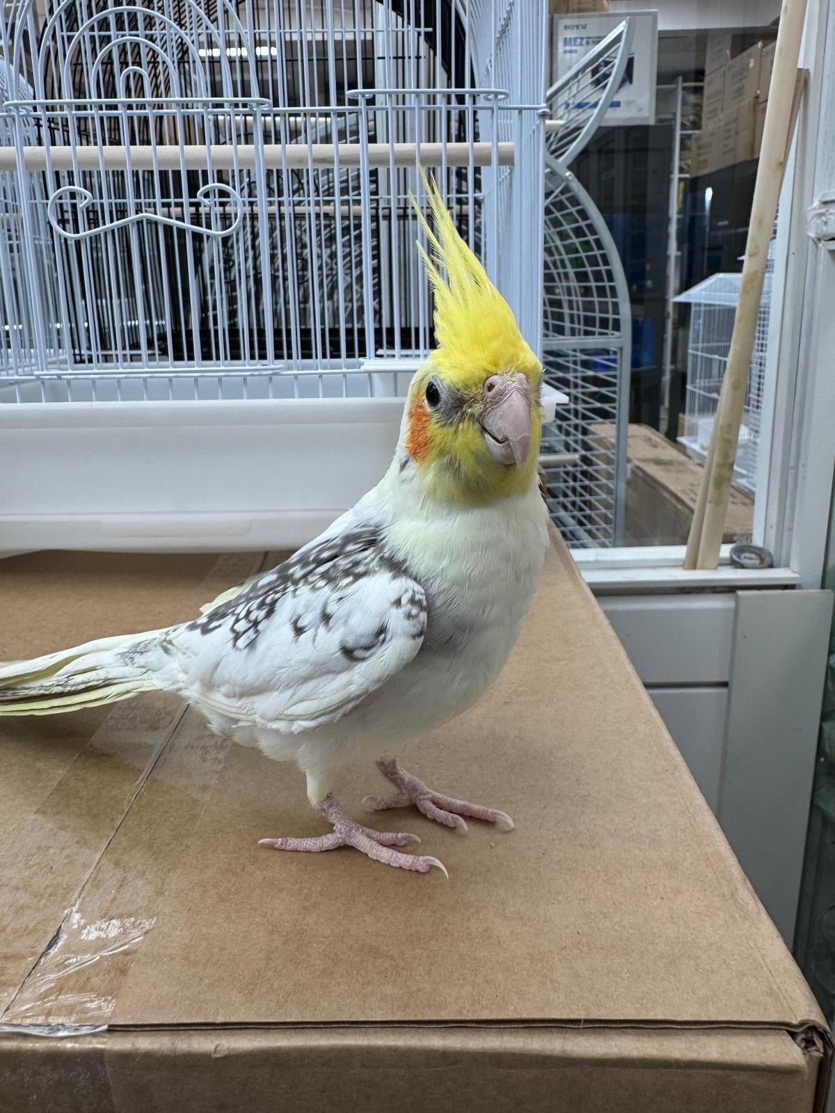 (Baby Handfed) Pied Cockatiel