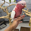 Lutino Rose-Breasted Cockatoo (Galah)