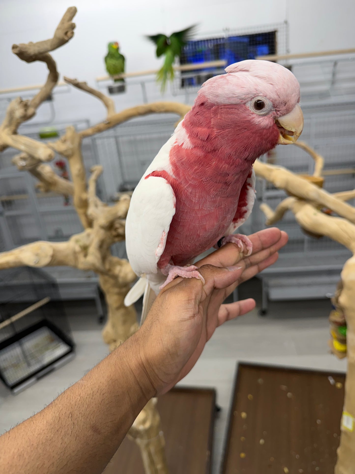 Lutino Rose-Breasted Cockatoo (Galah)