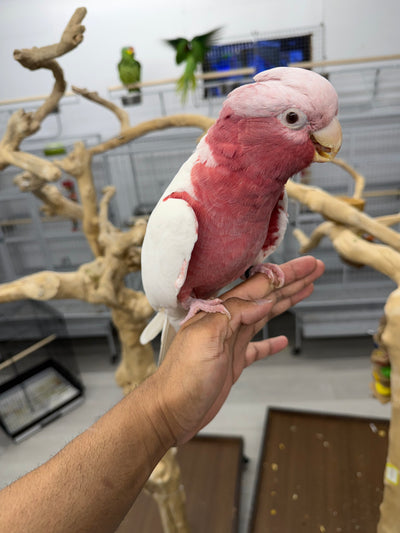 Lutino Rose-Breasted Cockatoo (Galah)
