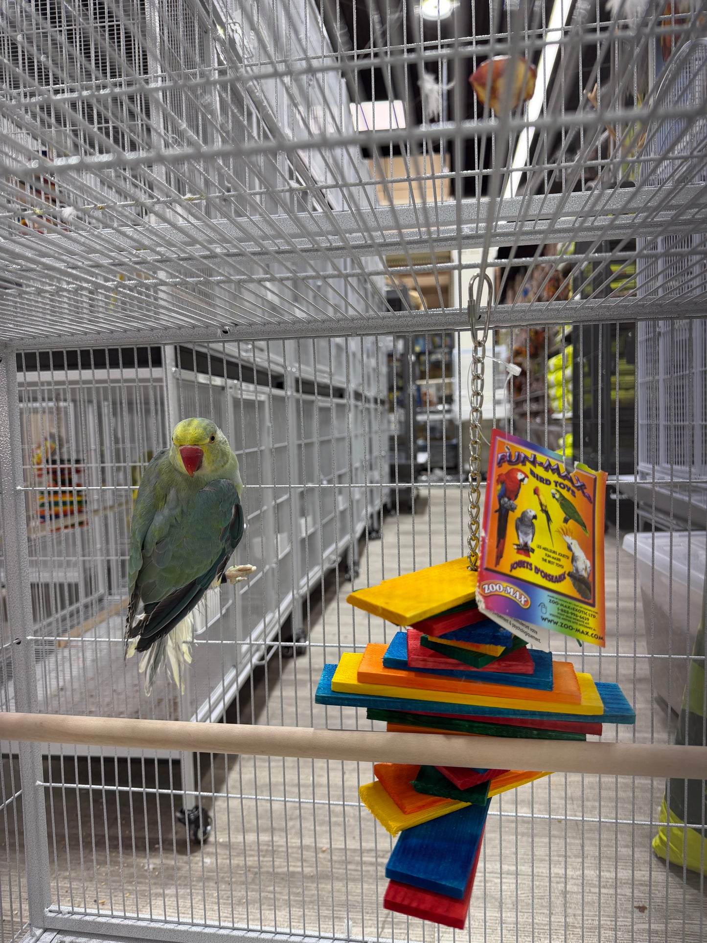 Indian Ringneck Clear Tail Blue Turquoise (Male)