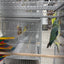 Indian Ringneck Clear Tail Blue Turquoise (Male)