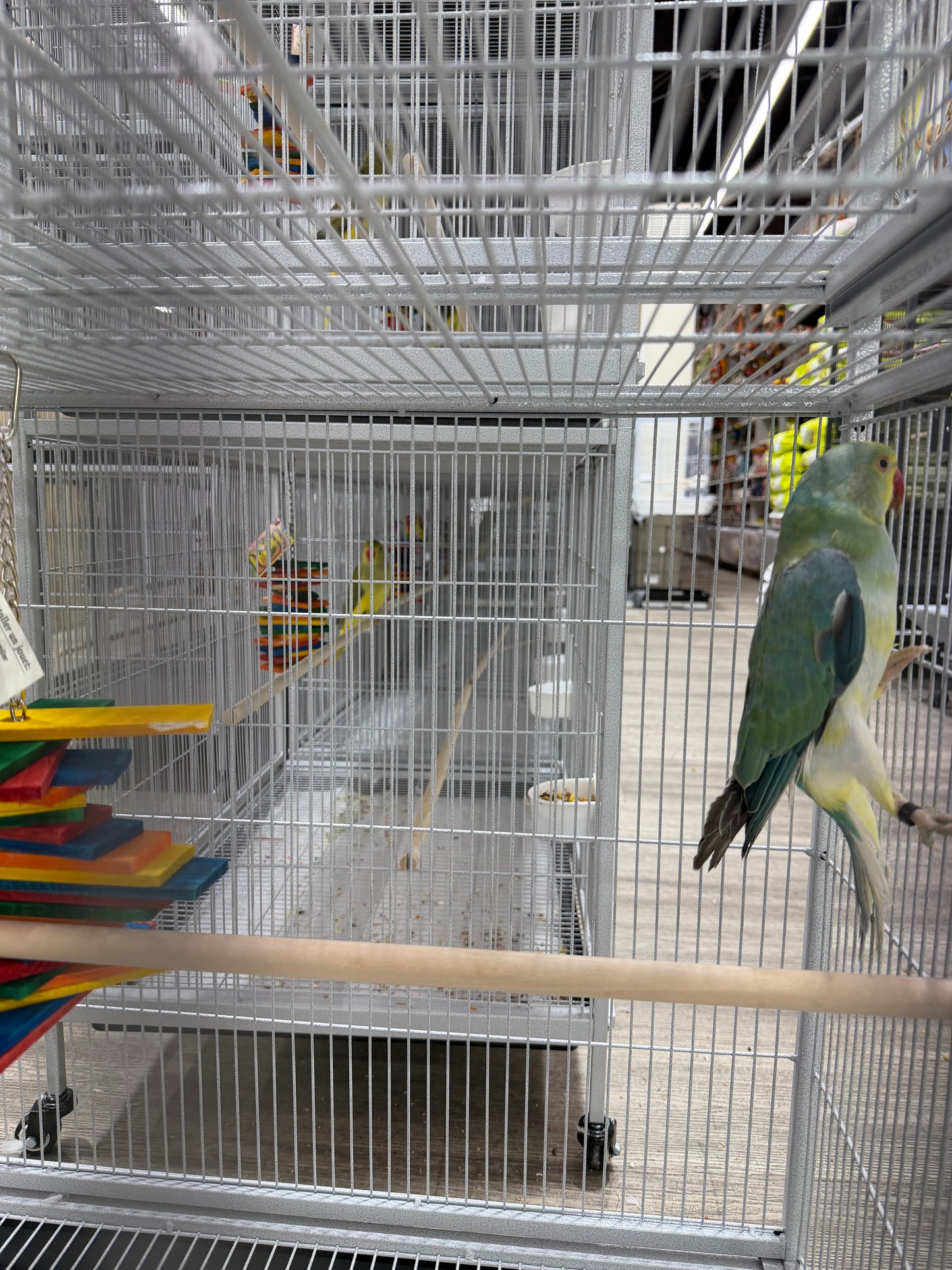Indian Ringneck Clear Tail Blue Turquoise (Male)