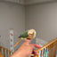 (Baby Handfed) Turquoise Pineapple Conure