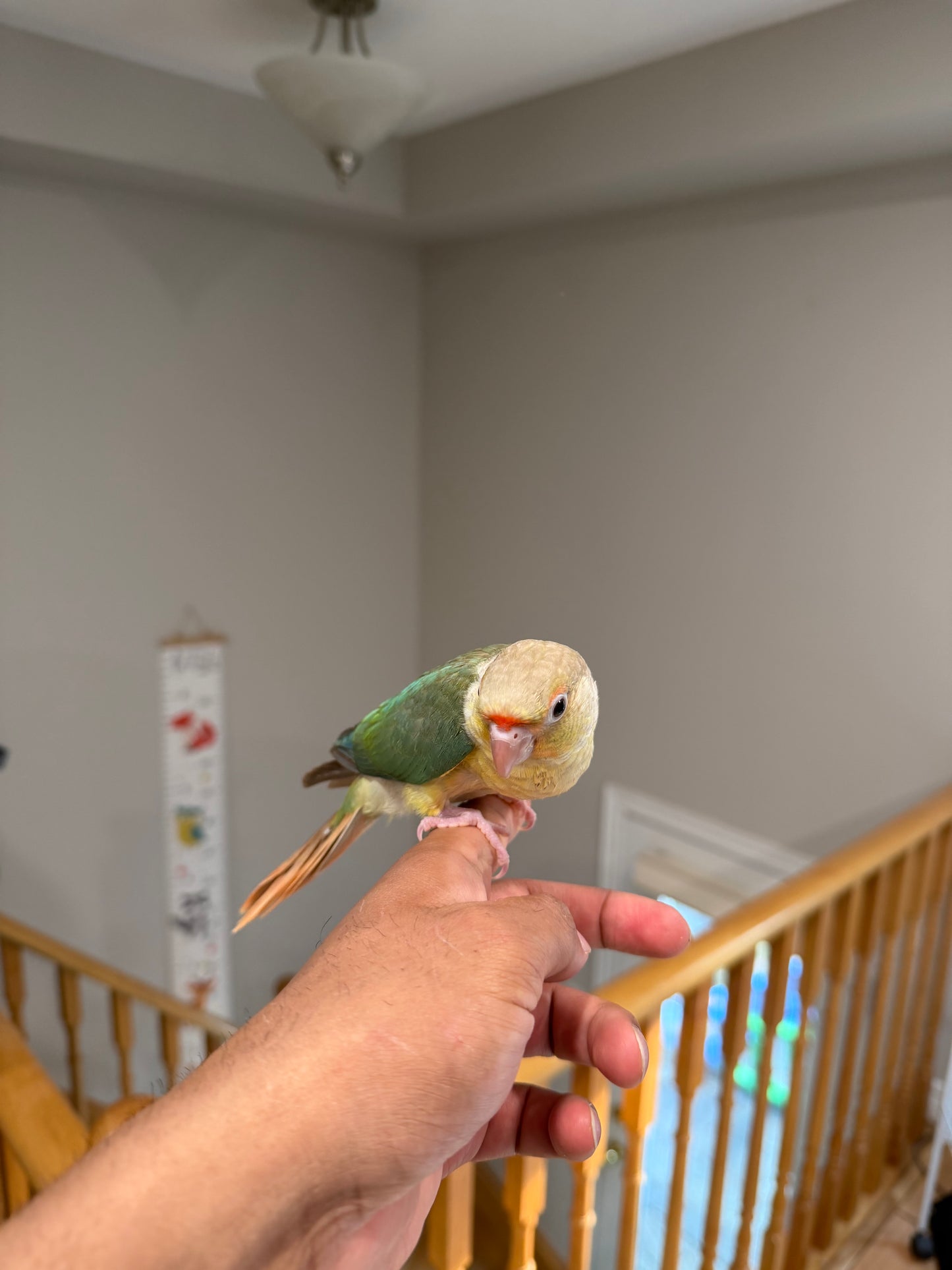 (Baby Handfed) Turquoise Pineapple Conure