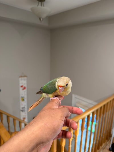 (Baby Handfed) Turquoise Pineapple Conure