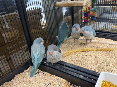 (Baby Handfed) Blue Quaker Parrot