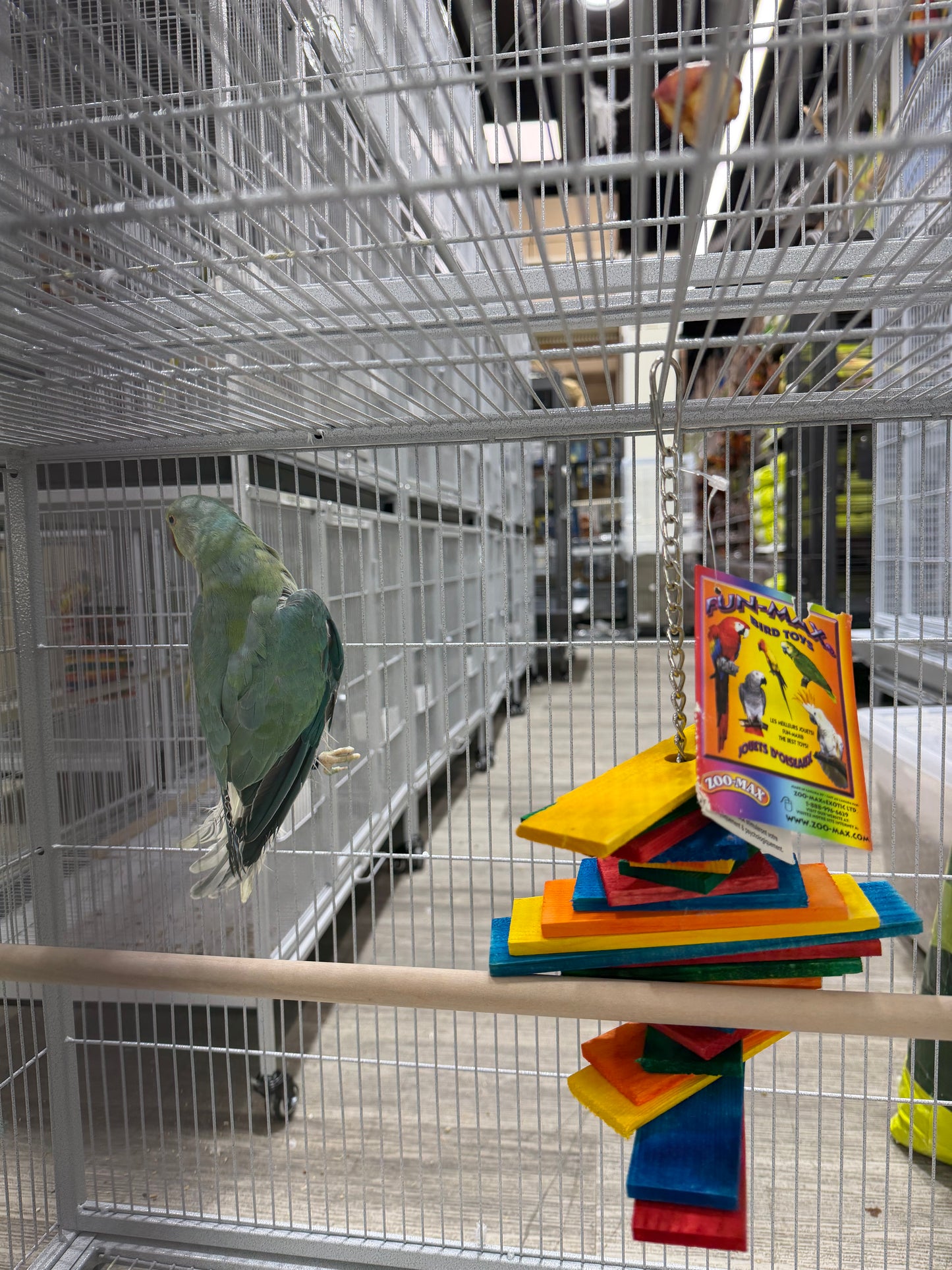 Indian Ringneck Clear Tail Blue Turquoise (Male)