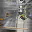 Indian Ringneck Clear Tail Blue Turquoise (Male)