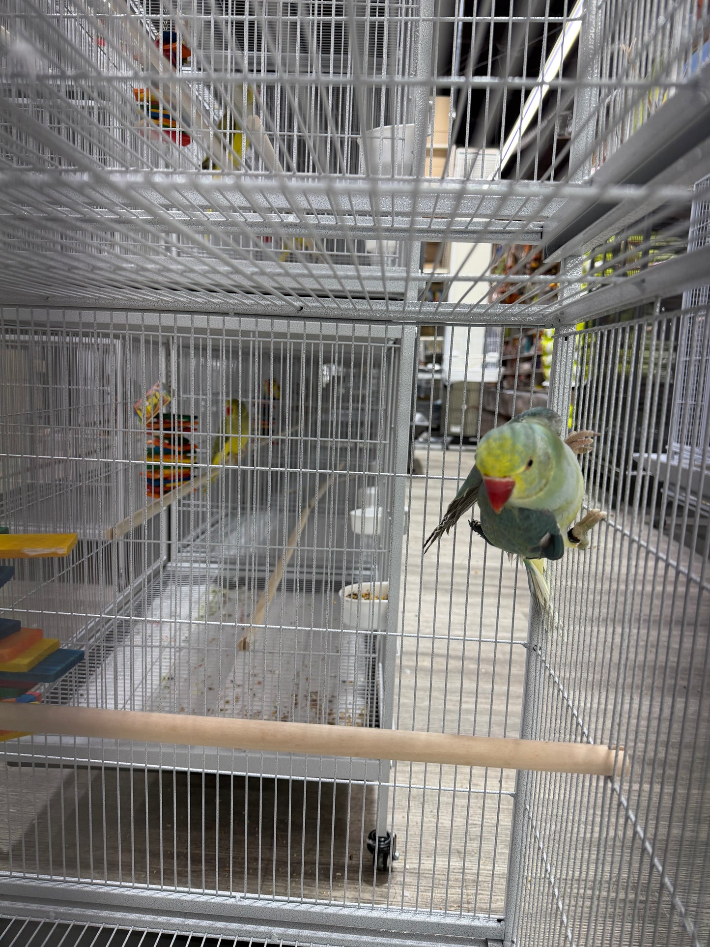 Indian Ringneck Clear Tail Blue Turquoise (Male)