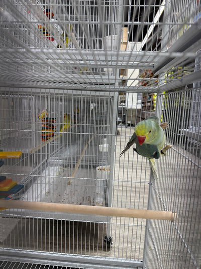 Indian Ringneck Clear Tail Blue Turquoise (Male)