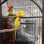 Lutino Alexandrine Parrot (Pair)