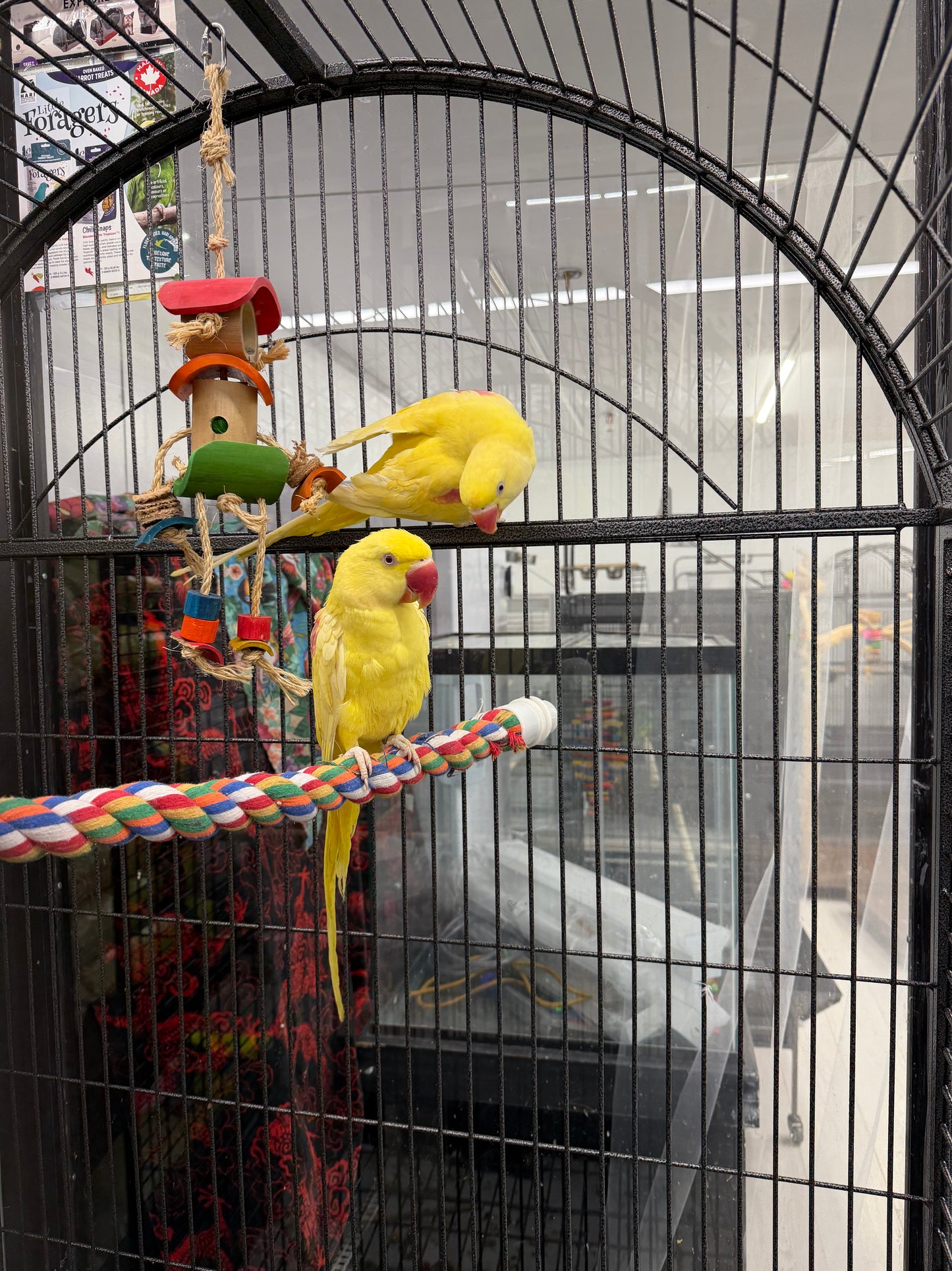 Lutino Alexandrine Parrot (Pair)