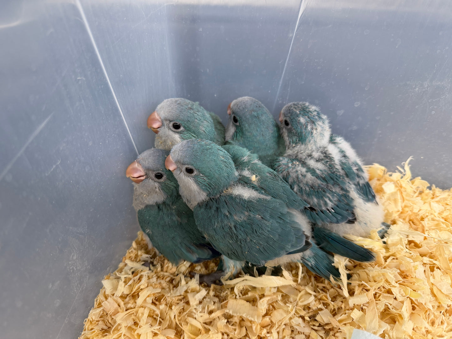 (Baby Handfed) Blue Quaker Parrot