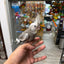 (Baby Handfed) White-Face Cockatiel