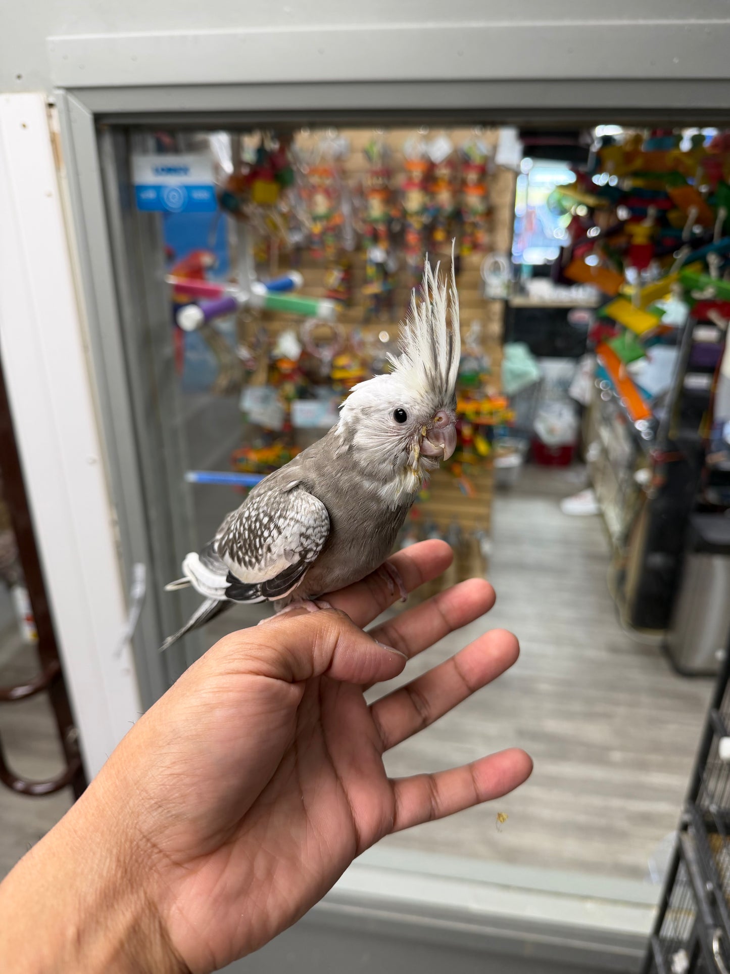 (Baby Handfed) White-Face Cockatiel