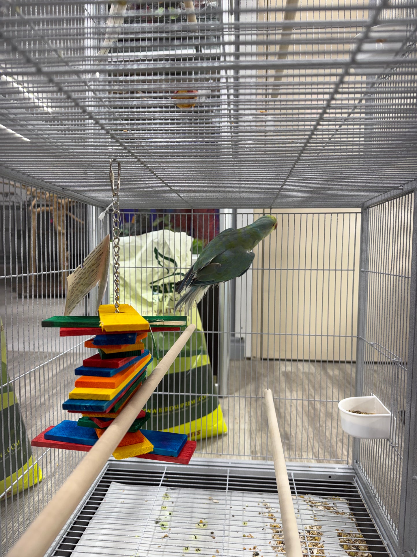 Indian Ringneck Clear Tail Blue Turquoise (Male)