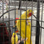 Lutino Alexandrine Parrot (Pair)