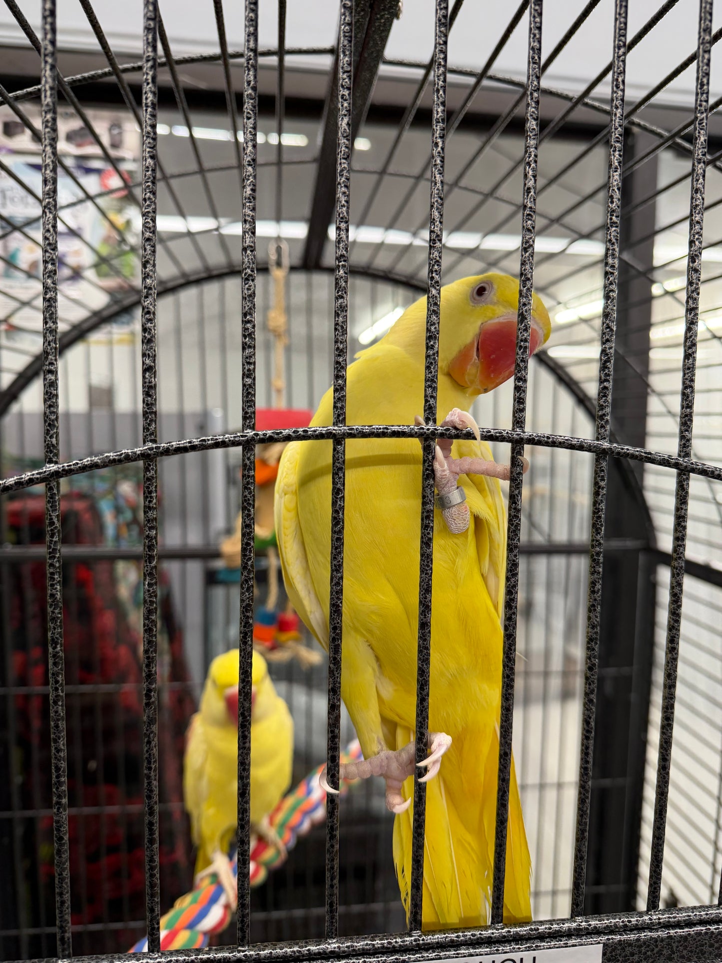 Lutino Alexandrine Parrot (Pair)