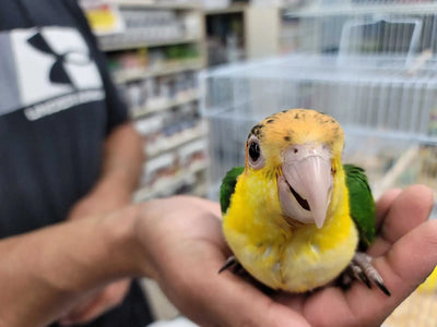 (Baby) White-bellied Caique (Handfed)