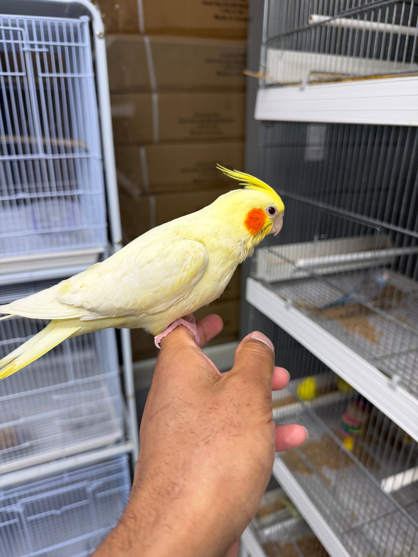 (Baby Handfed) Lutino Cockatiel