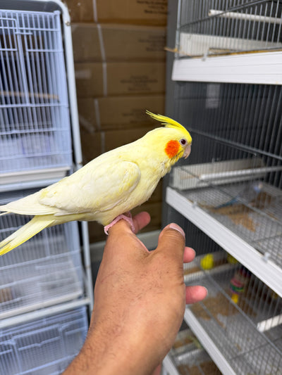 (Baby Handfed) Lutino Cockatiel