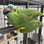 Yellow-shouldered Blue-fronted Amazon (Male)