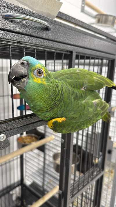 Yellow-shouldered Blue-fronted Amazon (Male)