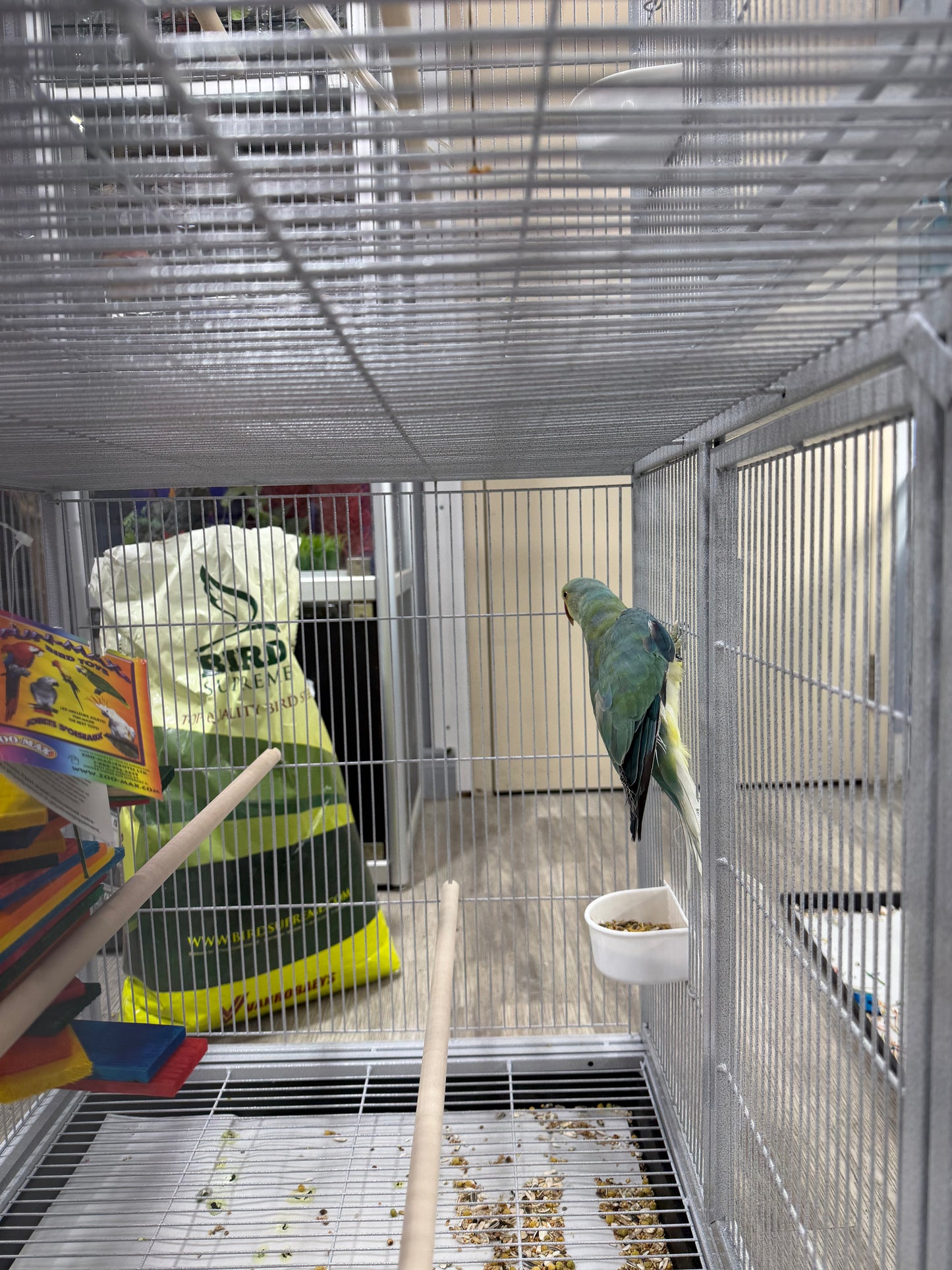 Indian Ringneck Clear Tail Blue Turquoise (Male)