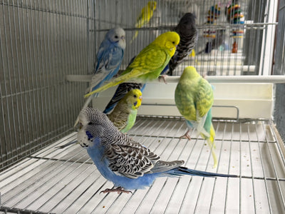 English Budgie