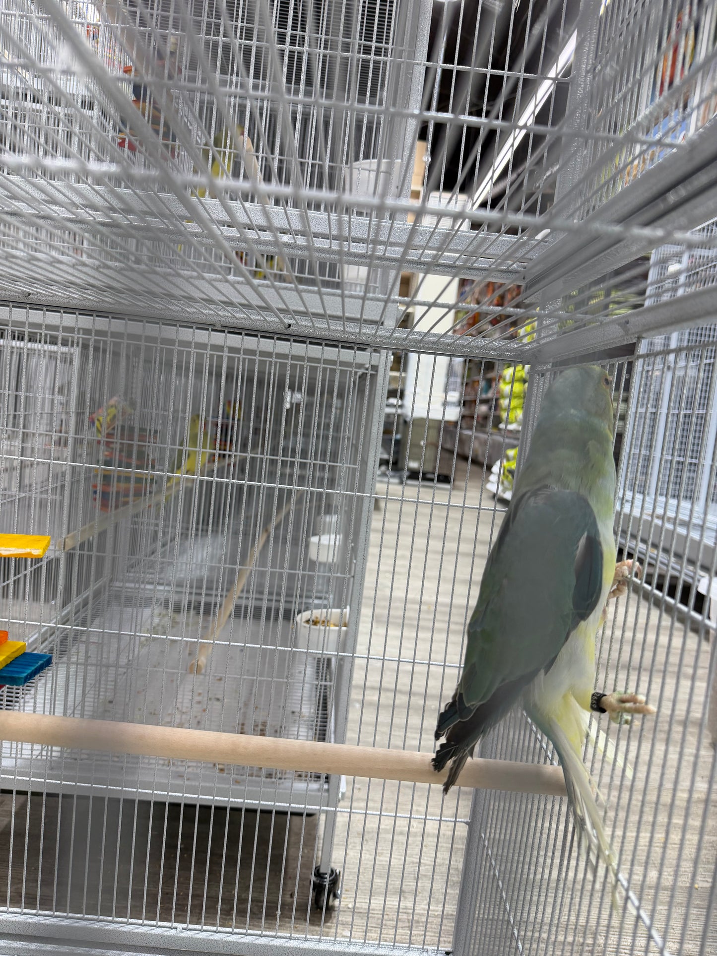 Indian Ringneck Clear Tail Blue Turquoise (Male)
