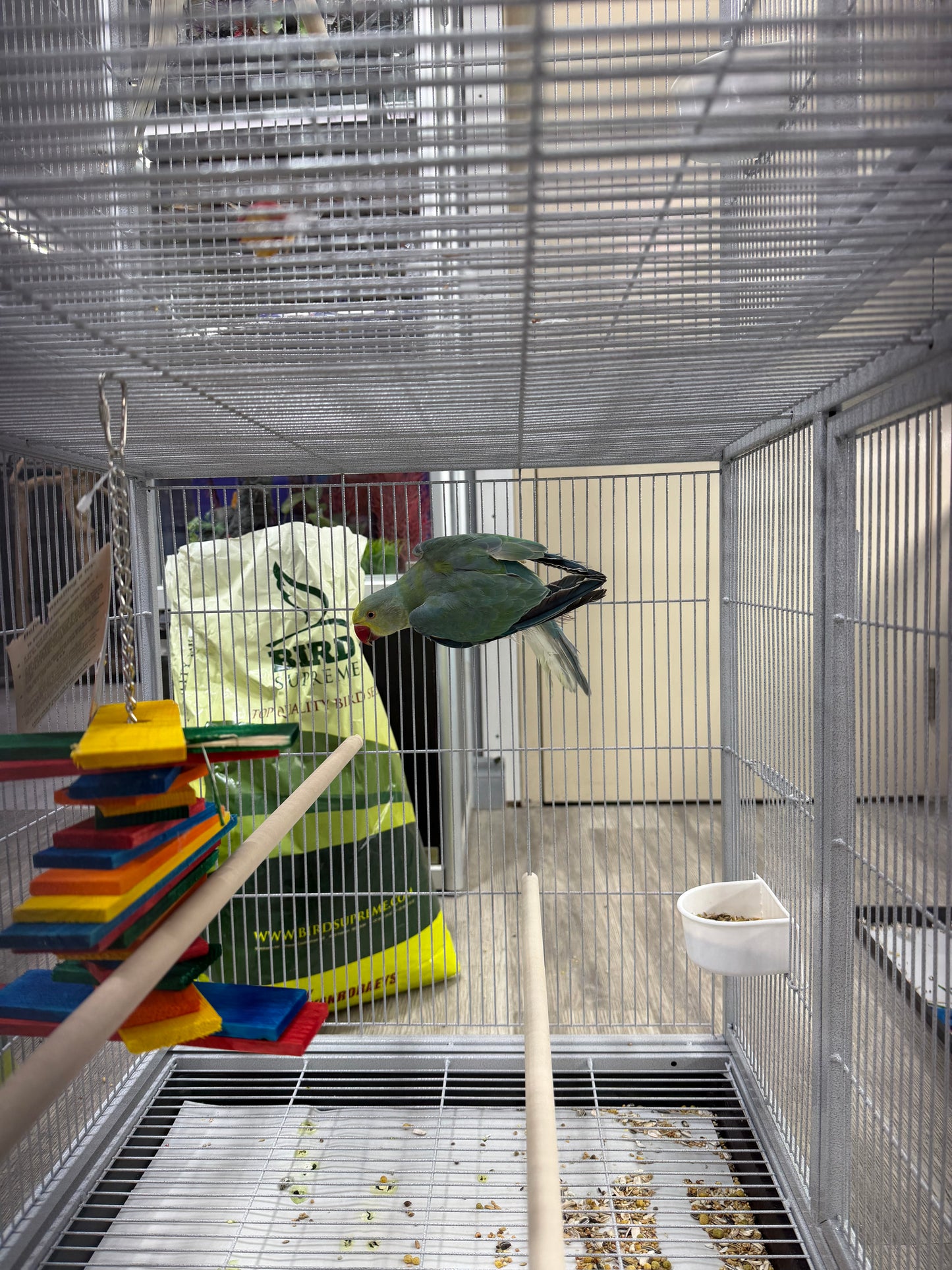 Indian Ringneck Clear Tail Blue Turquoise (Male)