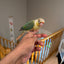 (Baby Handfed) Turquoise Pineapple Conure