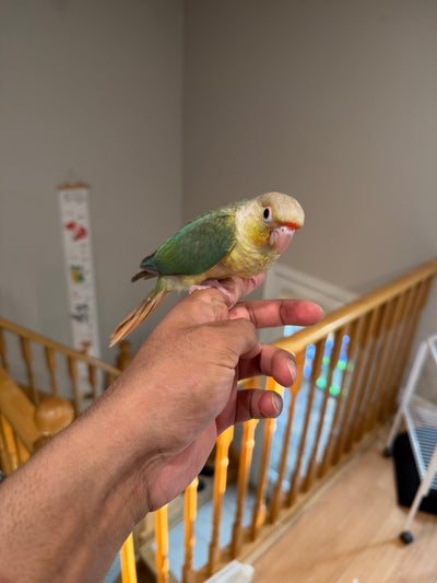 (Baby Handfed) Turquoise Pineapple Conure