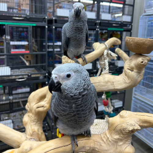 (Baby Handfed) African Grey Congo