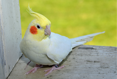 (Baby Handfed) Lutino Cockatiel