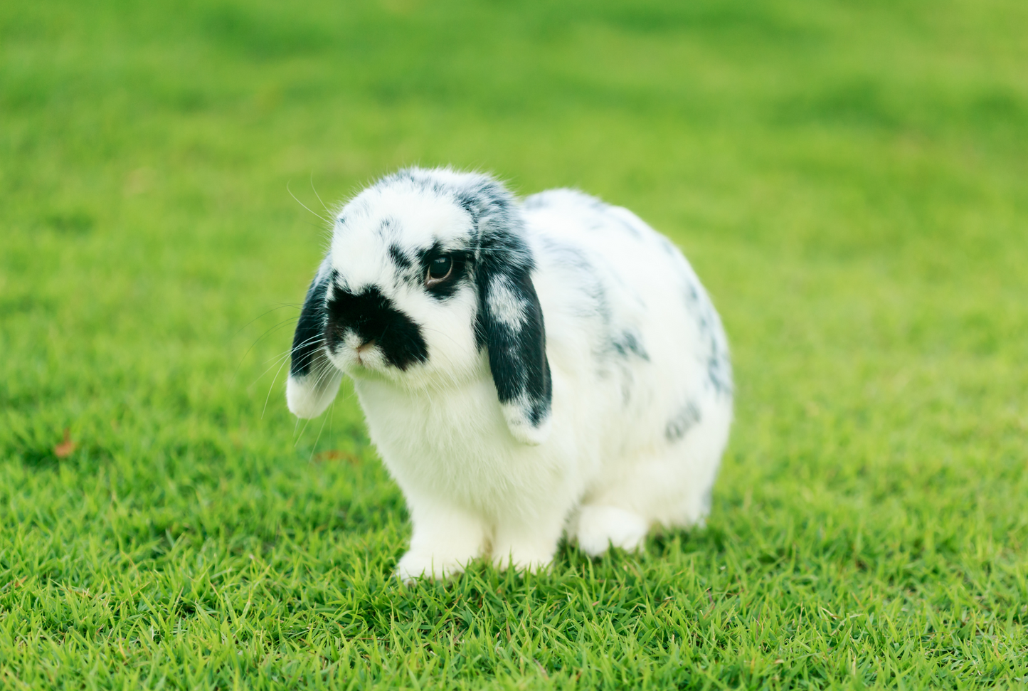 Holland Lop Bunny