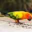 (Baby Handfed) Sun Conure
